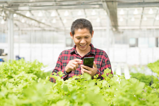 istock Asian farmer using smart phone in hydroponic farm 1138129855