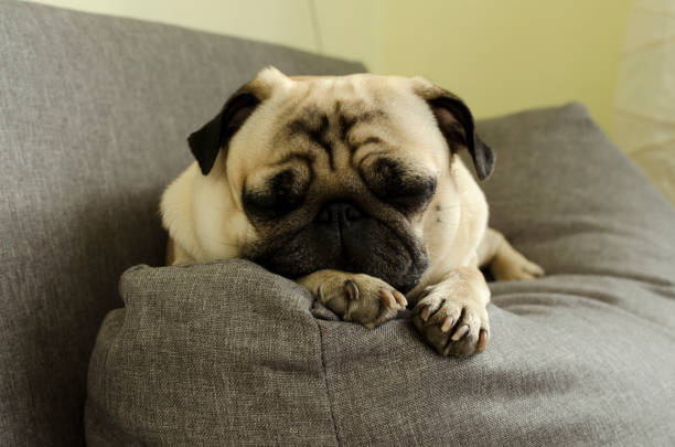 istock cute dog breed pug sleeping on the sofa 1138130052