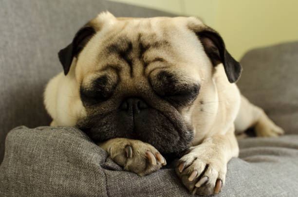 istock cute dog breed pug sleeping on the sofa 1138130073