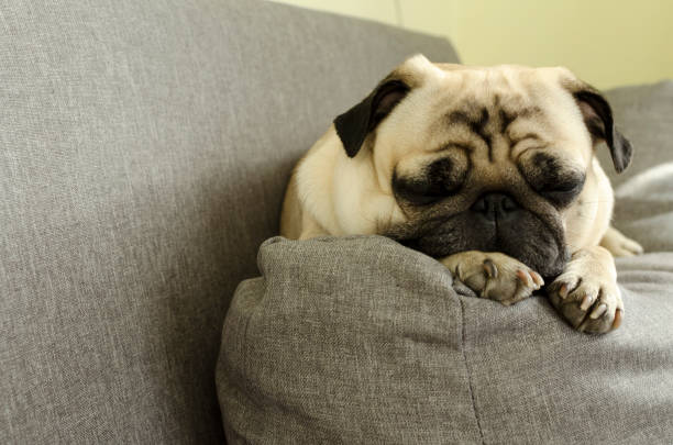 istock cute dog breed pug sleeping on the sofa 1138130084