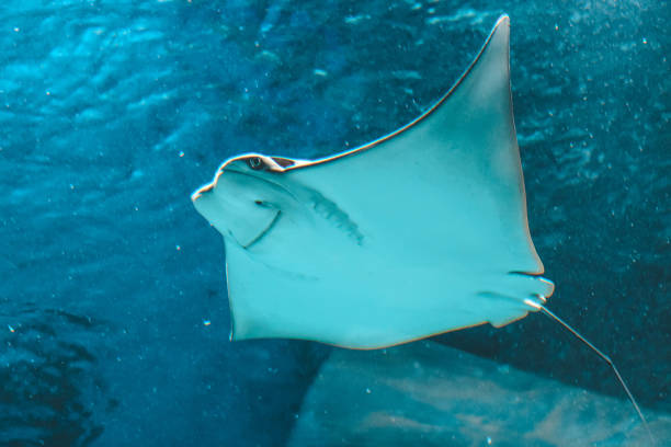 istock Cute stingray swims in aquarium close-up, bottom view 1138130285