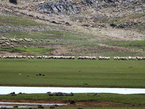 istock Lake afenourir 1138131551