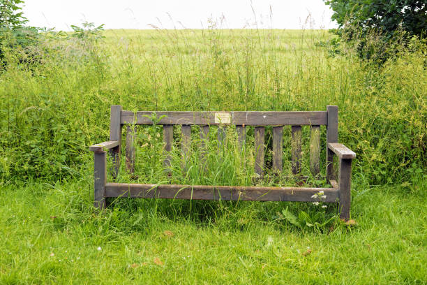 istock Old, unused bench with grass growing through it 1138132538