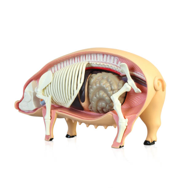 istock Anatomy of a pig 1138132948