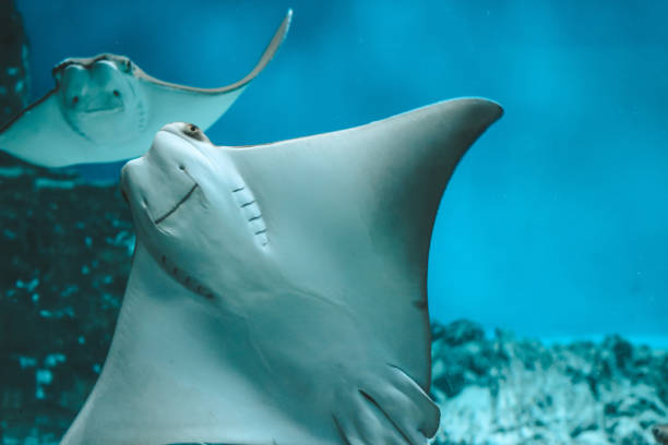 istock Cute stingray swims in aquarium close-up, bottom view 1138132989