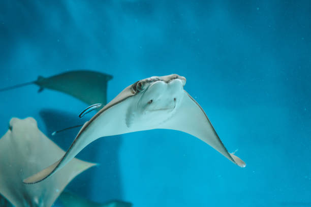 istock Cute stingray swims in aquarium close-up, bottom view 1138133067