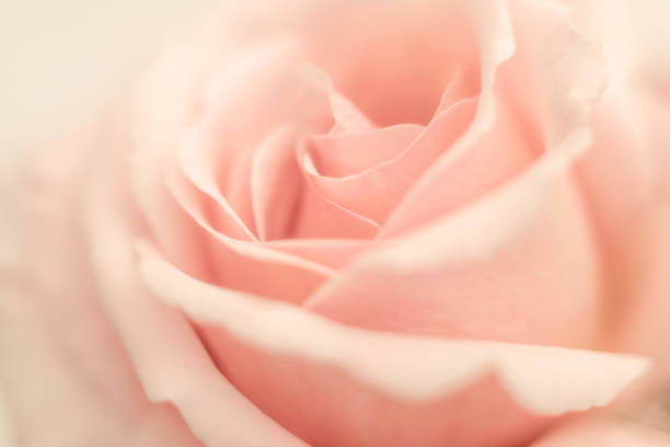 istock Close up of a peach rose with soft focus background 1138133070
