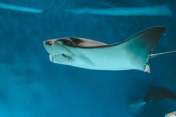 istock Cute stingray swims in aquarium close-up, bottom view 1138133090