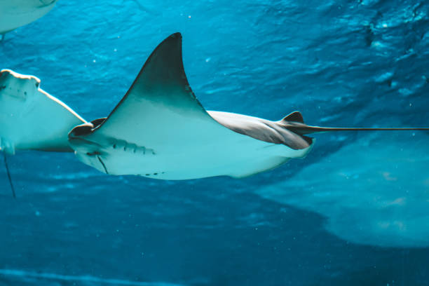 istock Cute stingray swims in aquarium close-up, bottom view 1138133115