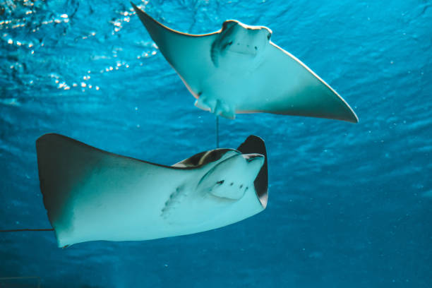 istock Cute stingray swims in aquarium close-up, bottom view 1138133152