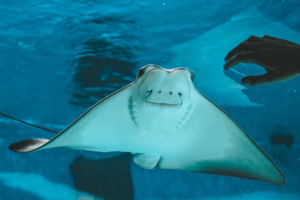 istock Cute stingray swims in aquarium close-up, bottom view 1138133173