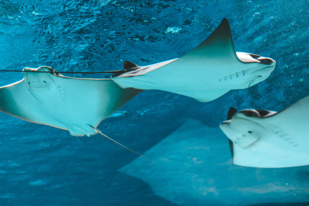 istock Cute stingray swims in aquarium close-up, bottom view 1138133275