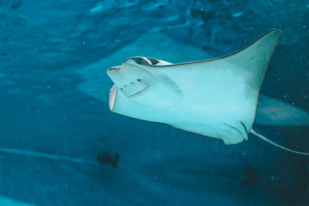 istock Cute stingray swims in aquarium close-up, bottom view 1138133329