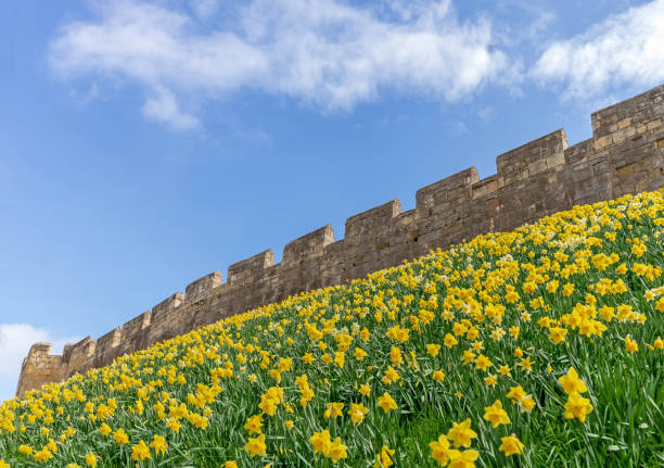 istock City walls with daffodils. 1138133531