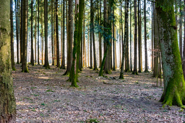 Spruce Tree Forest in Autumn Illuminated by Sunbeams through Fog