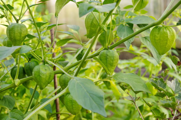 istock Physalis vegetable grows in the garden 1138134555