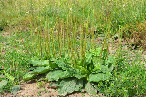Plantain common (lat. Plantago major) with peduncles on a summer day