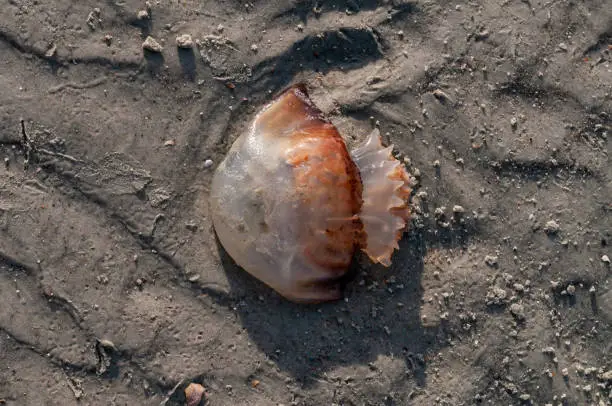 Cannonball jellyfish ashore