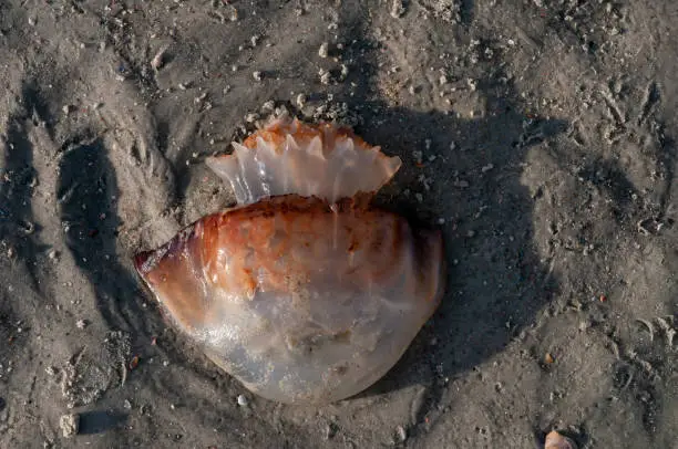 Cannonball jellyfish ashore