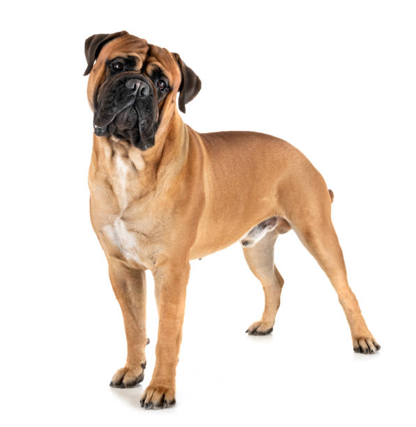 istock purebred bullmastiff 1138135723