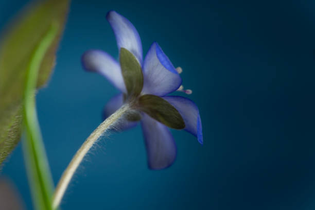 istock Hepatica Nobilis early blooming spring flowers 1138137345
