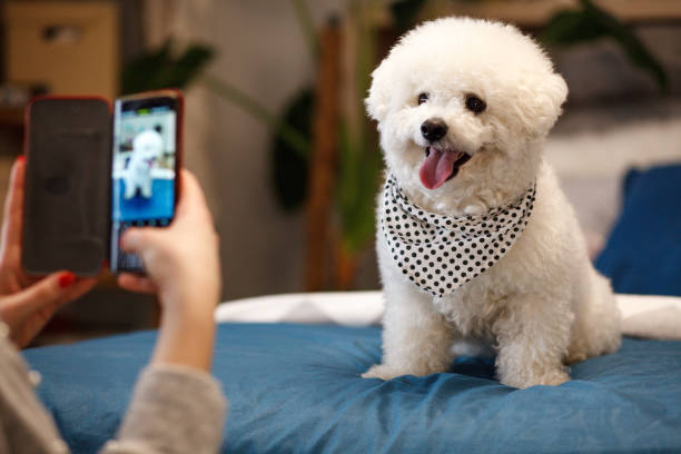 meisje dat foto van haar hond met smartphone neemt - bichon frisé stockfoto's en -beelden