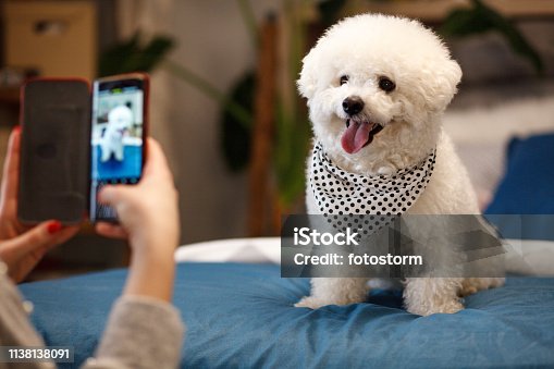 istock Girl taking photo of her dog with smartphone 1138138091