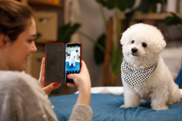 mädchen fotografieren ihren hund mit smartphone - hund fotos stock-fotos und bilder