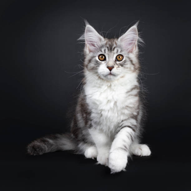 istock Cute black tabby with white Maine Coon cat kitten, sitting facing front with one paw lifted. Looking straight at lens with brown eyes. Isolated on a black background. Tail beside body. 1138138267