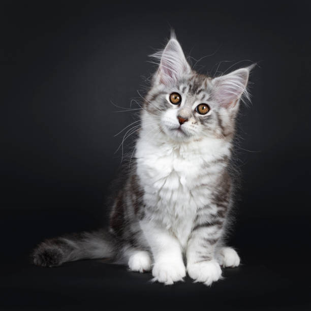 istock Cute black tabby with white Maine Coon cat kitten, sitting facing front. Looking straight at lens with brown eyes. Isolated on a black background. Tail beside body. 1138138269