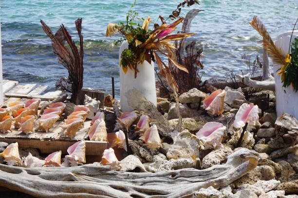 istock Caribbean conch shells with sea and seaweed 1138139285