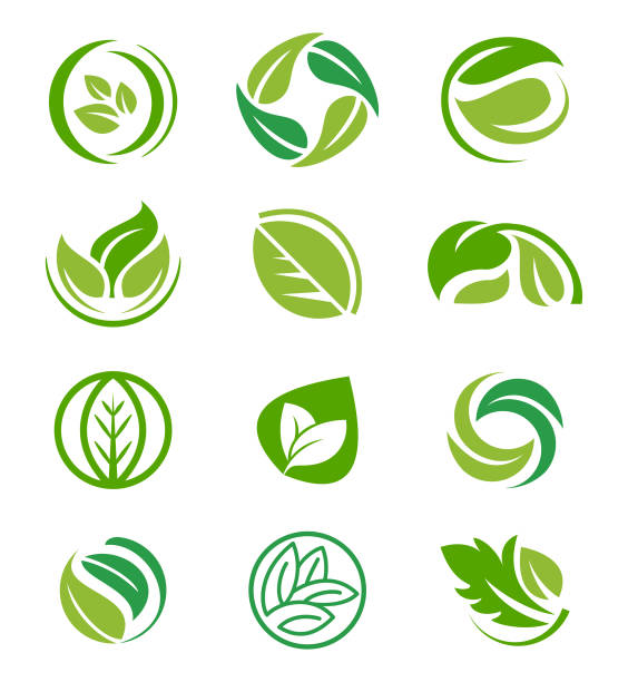 ilustrações de stock, clip art, desenhos animados e ícones de creative leaf inspiration vector design template. - leaf logo