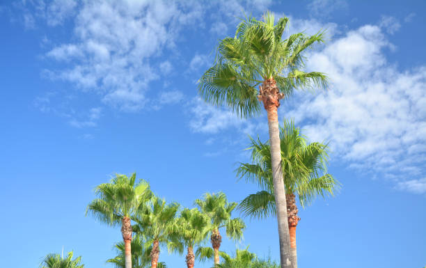 istock Fan palm trees on Menorca island, Spain. 1138140935