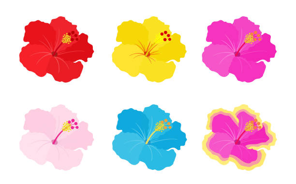 bildbanksillustrationer, clip art samt tecknat material och ikoner med tropisk blomma hibiskus uppsättning - japansk paradis ö