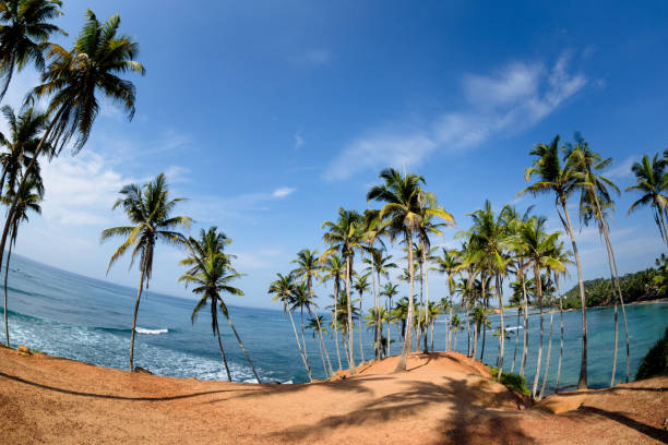 istock Palm trees at sunny seaside hill 1138142208