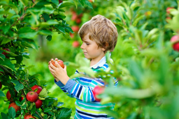 ragazzo biondo felice attivo che raccoglie e mangia mele rosse in fattoria biologica, autunno all'aperto. divertente bambino in età prescolare che si diverte ad aiutare e raccogliere. - orchard child crop little boys foto e immagini stock