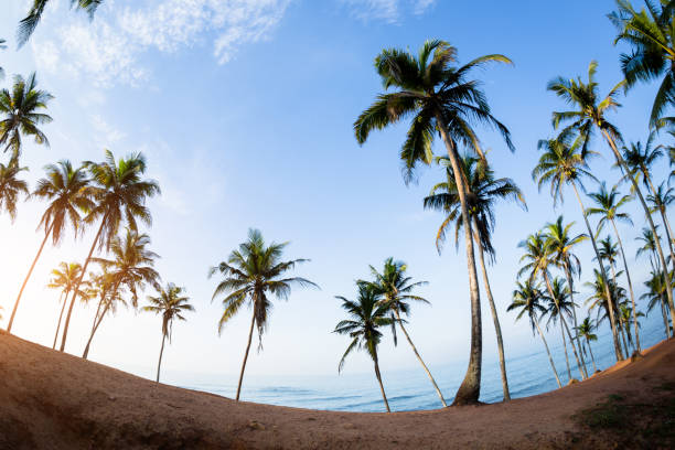 istock Palm trees at sunny seaside hill 1138142385