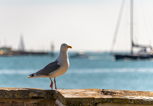 Seagull on a wall by the sea with boats