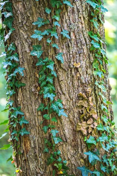 istock Green ivy on tree. Texture or background from forest 1138145862