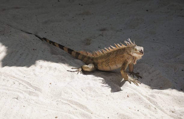 Iguana, Palm Island, Grenadines, Caribbean - in shaded natural environment
