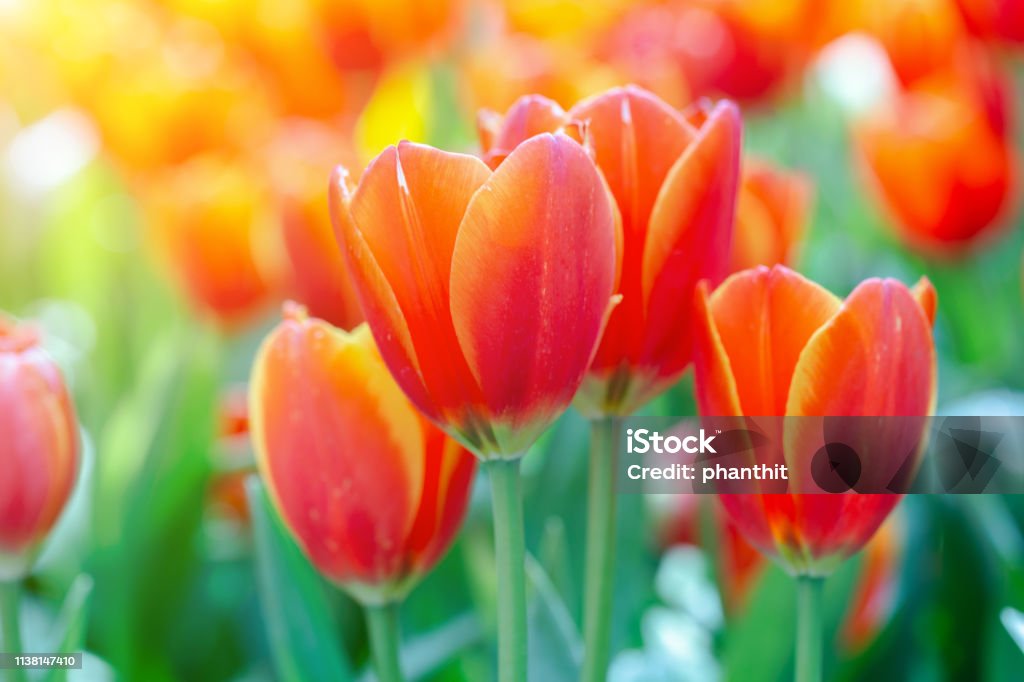 Flor De Tulipán Con Fondo De Hoja Verde En Campo De Tulipanes En Invierno O Primavera Para Decoración De Belleza De Postal Y Diseño De Concepto De Agricultura Foto de stock y Flor De Tulipán Con Fondo De Hoja Verde En Campo De Tulipanes En Invierno O Primavera Para Decoración De Belleza De Postal Y Diseño De Concepto De Agricultura Foto de stock y