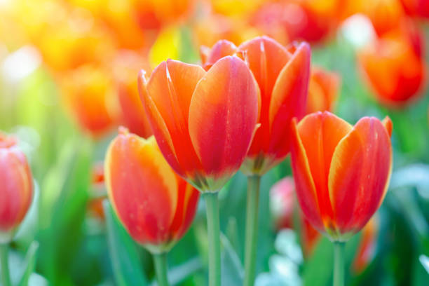 flor de tulipán con fondo de hoja verde en campo de tulipanes en invierno o primavera para decoración de belleza de postal y diseño de concepto de agricultura. - tulip bouquet fotografías e imágenes de stock