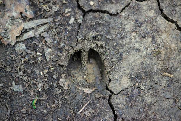 istock Deer footprint in mud top close up view 1138148792