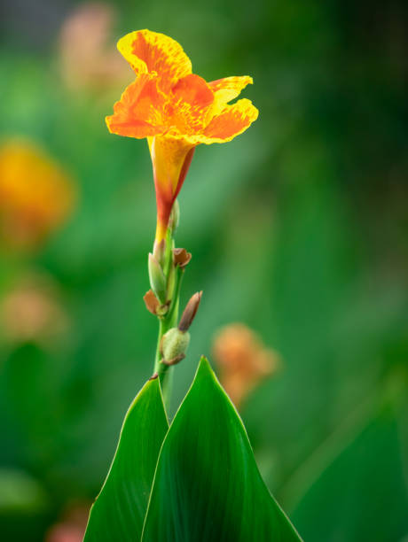 istock Yellow red flower and tree branch on nature background 1138149224