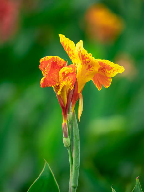 istock Yellow red flower and tree branch on nature background 1138149230