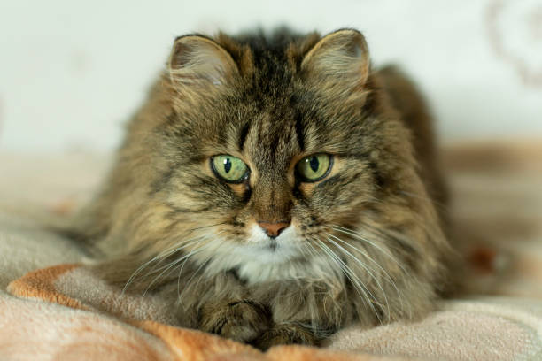 istock elderly cat is lying on the couch and resting 1138149661