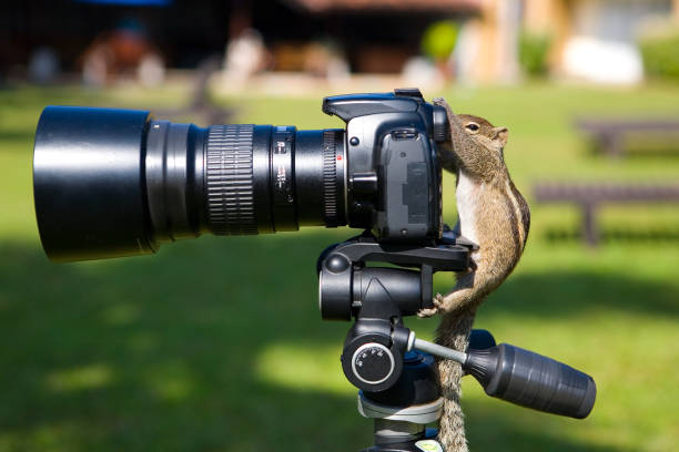 istock Palm squirrel as a photographer aims at the camera viewfinder. 1138150253