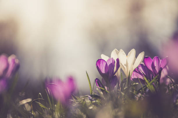 istock Springtime. Spring flowers in sunlight, outdoor nature. Wild crocus, postcard. 1138150830
