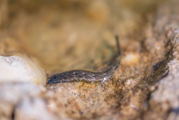 istock Leech close up selective focus in the water macro 1138150917