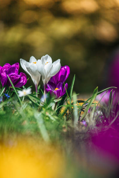 istock Springtime. Spring flowers in sunlight, outdoor nature. Wild crocus, postcard. 1138150942
